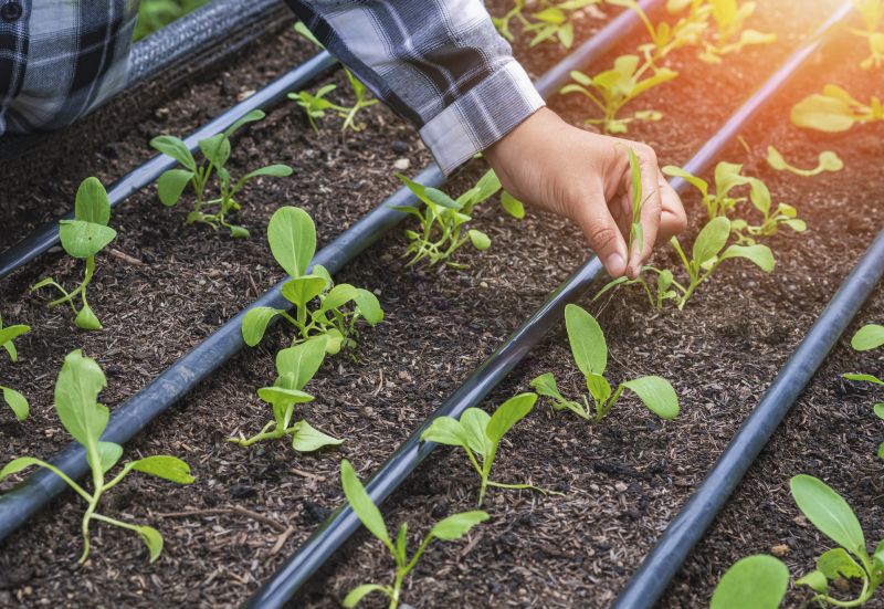 Plant Irrigation Installation in Aiken, SC